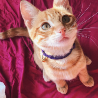 Sarman, Kedi  Lucifer fotoğrafı