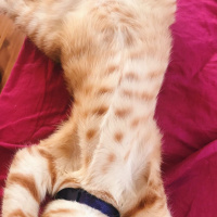 Sarman, Kedi  Lucifer fotoğrafı