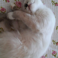 Ragdoll, Kedi  Kedi fotoğrafı