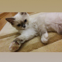 Ragdoll, Kedi  Kedi fotoğrafı