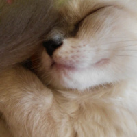 Ragdoll, Kedi  Kedi fotoğrafı