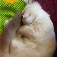 Ragdoll, Kedi  Kedi fotoğrafı