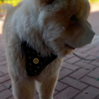 Chow Chow (çin Aslanı), Köpek  YOGİ fotoğrafı