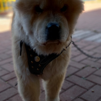 Chow Chow (çin Aslanı), Köpek  YOGİ fotoğrafı
