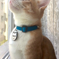 Tekir Kedi, Kedi  Tarçın fotoğrafı