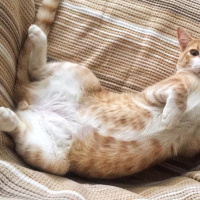 Tekir Kedi, Kedi  Tarçın fotoğrafı