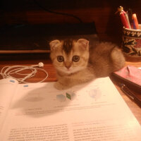 Scottish Fold, Kedi  Mısır fotoğrafı