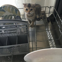 Scottish Fold, Kedi  Mısır fotoğrafı