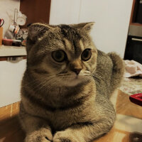 Scottish Fold, Kedi  Mısır fotoğrafı