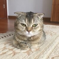 Scottish Fold, Kedi  Mısır fotoğrafı