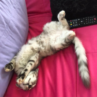 Tekir Kedi, Kedi  Lulu fotoğrafı