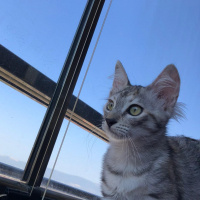 Tekir Kedi, Kedi  Lulu fotoğrafı