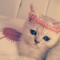 British Shorthair, Kedi  yıldız fotoğrafı
