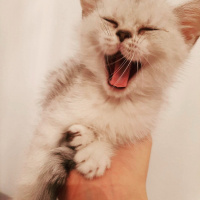 British Shorthair, Kedi  yıldız fotoğrafı