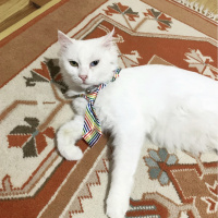 Ankara Kedisi, Kedi  Ferhunde fotoğrafı