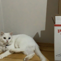 Ankara Kedisi, Kedi  Ferhunde fotoğrafı