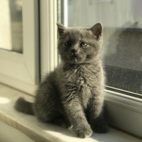 British Shorthair, Kedi  British shorthair fotoğrafı