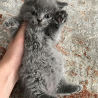British Shorthair, Kedi  British shorthair fotoğrafı