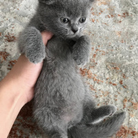 British Shorthair, Kedi  British shorthair fotoğrafı