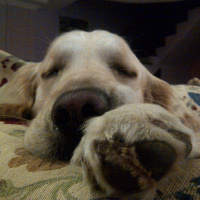 Golden Retriever, Köpek  Max fotoğrafı