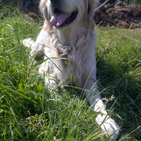 Golden Retriever, Köpek  Max fotoğrafı