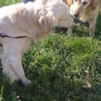 Golden Retriever, Köpek  Max fotoğrafı