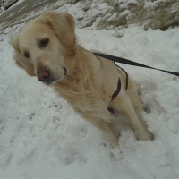 Golden Retriever, Köpek  Max fotoğrafı