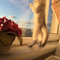 British Shorthair, Kedi  alien fotoğrafı