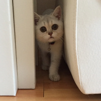 British Shorthair, Kedi  alien fotoğrafı