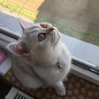 British Shorthair, Kedi  alien fotoğrafı