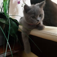 British Shorthair, Kedi  Lila fotoğrafı