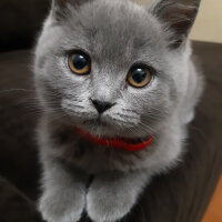 British Shorthair, Kedi  Lila fotoğrafı