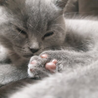 British Shorthair, Kedi  Lila fotoğrafı