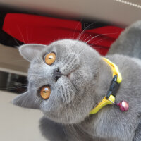 British Shorthair, Kedi  Lila fotoğrafı