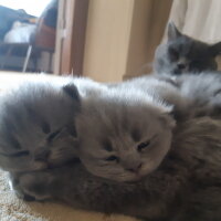 British Shorthair, Kedi  Lila fotoğrafı