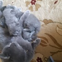 British Shorthair, Kedi  Lila fotoğrafı