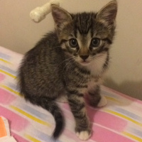 Tekir Kedi, Kedi  Piyu fotoğrafı