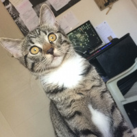 Tekir Kedi, Kedi  Piyu fotoğrafı