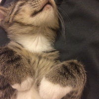 Tekir Kedi, Kedi  Piyu fotoğrafı