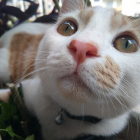 Tekir Kedi, Kedi  Latte fotoğrafı