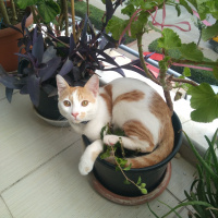 Tekir Kedi, Kedi  Latte fotoğrafı