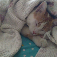 Tekir Kedi, Kedi  Latte fotoğrafı