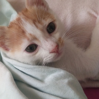 Tekir Kedi, Kedi  Latte fotoğrafı