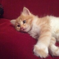 Exotic Shorthair, Kedi  Artemis fotoğrafı