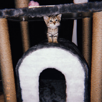 Tekir Kedi, Kedi  Bulut fotoğrafı
