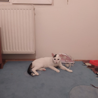 Van Kedisi, Kedi  Latte fotoğrafı