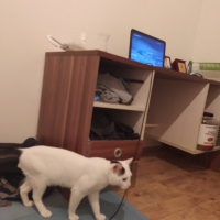 Van Kedisi, Kedi  Latte fotoğrafı