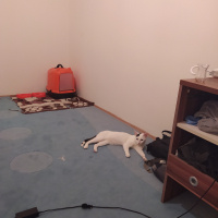 Van Kedisi, Kedi  Latte fotoğrafı