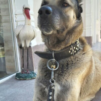 Kangal, Köpek  Reis fotoğrafı