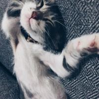 Tekir Kedi, Kedi  MİSKET fotoğrafı